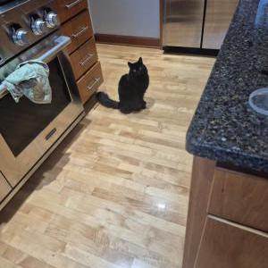 Image of Basil, Lost Cat