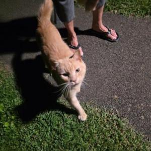 Image of Unsure, Found Cat