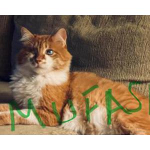 Lost 2 Yaman (New York)