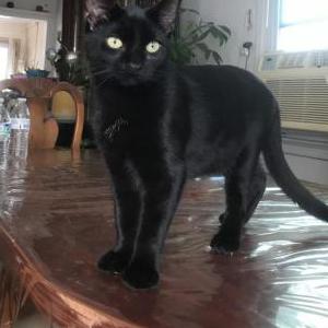 Image of Daisy, Lost Cat