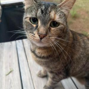 Image of Freddie, Lost Cat