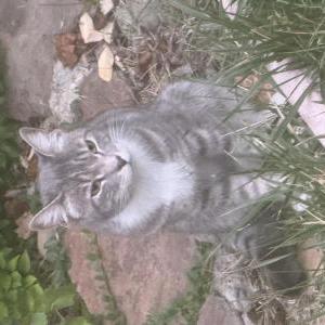 Image of Faust, Lost Cat
