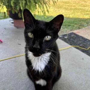 Image of Sylvester, Lost Cat
