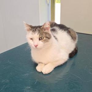 Image of Snowball, Lost Cat
