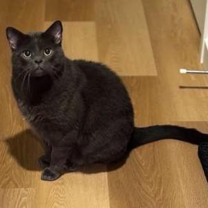 Image of Poutine, Lost Cat
