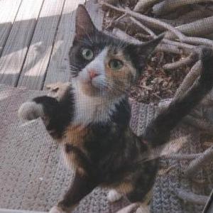 Image of unknown, Found Cat