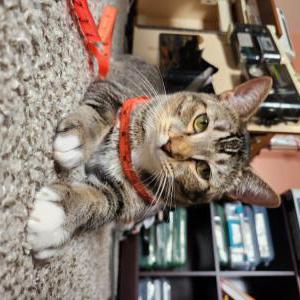 Image of Ned, Lost Cat