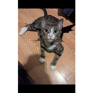 Lost Cat Shrimp