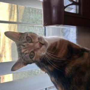 Image of daffodils, Lost Cat