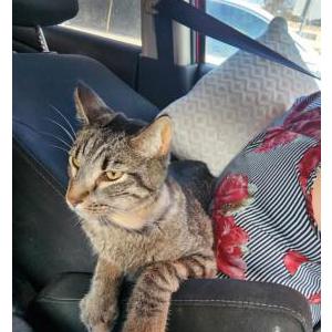 Image of Cosmo, Lost Cat
