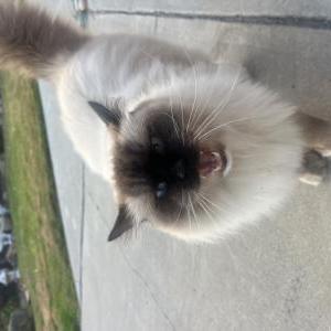 Image of Apollo, Lost Cat