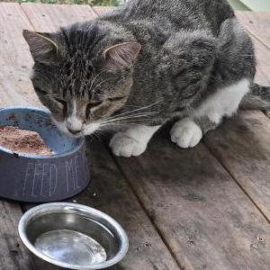Image of Unknown, Found Cat