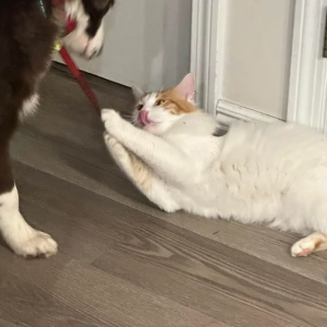 Image of Lucky, Lost Cat