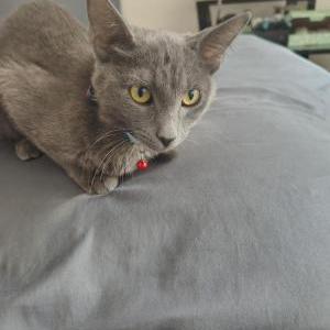Lost Cat Bronx