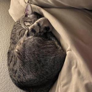 Image of Bessie, Lost Cat