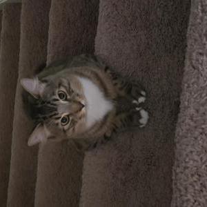 Image of Mittens, Lost Cat