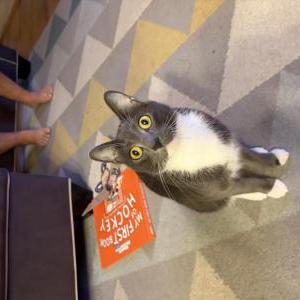 Image of Rocky, Lost Cat