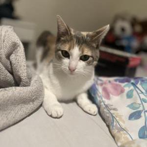 Image of daisy, Lost Cat