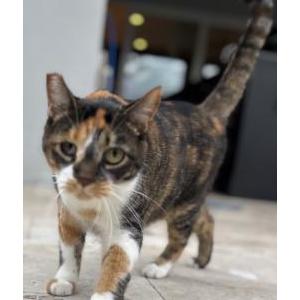 Image of Kenzie, Lost Cat