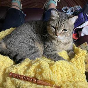 Lost 2 Rosie (New York)