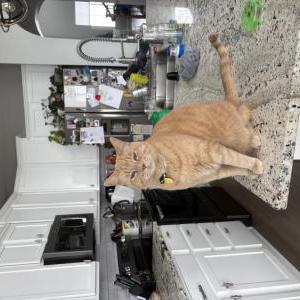 Image of Tiger, Lost Cat