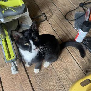 Image of unknown, Found Cat