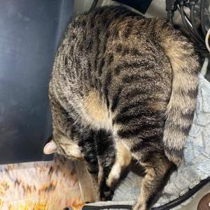 Image of Ghost, Lost Cat