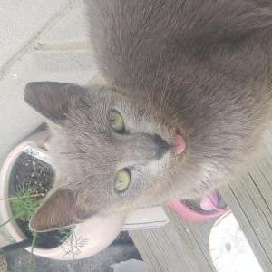 Image of Rodrigo, Lost Cat