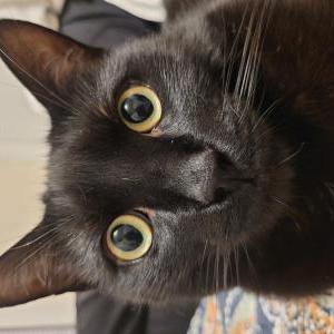 Image of Gravy, Lost Cat