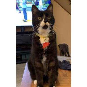 Image of Rueben, Lost Cat