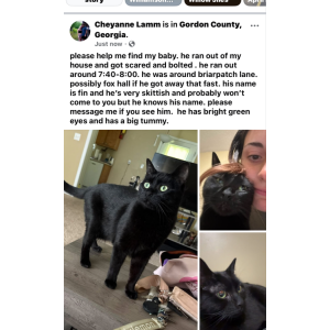 Image of fin, Lost Cat