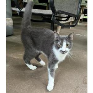 Image of Unknown, Found Cat