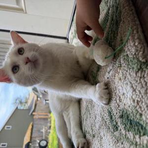 Image of Marshmallow, Lost Cat