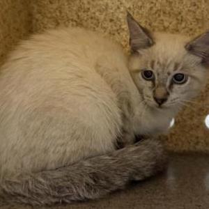 Image of Belly, Lost Cat