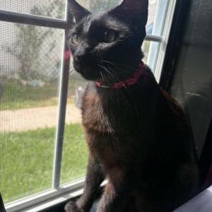 Image of Apollo, Lost Cat
