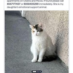 Lost Cat Octavia