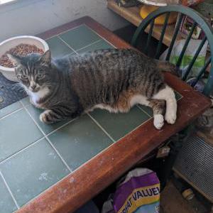 Lost Cat Sterling