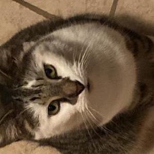Image of Unknown, Lost Cat