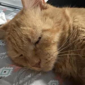 Lost 2 Bozo (GA)