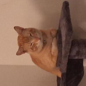 Image of Meow meow, Lost Cat