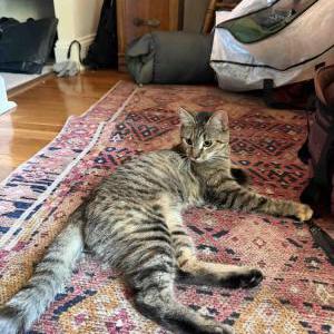 Image of Unknown, Found Cat