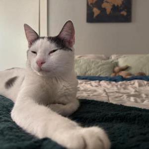 Lost Cat Bubby