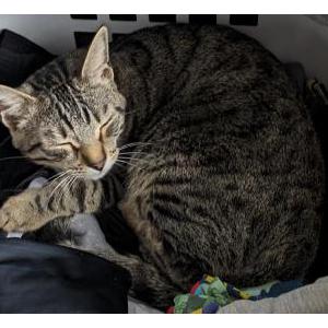 Image of Sylvie, Lost Cat