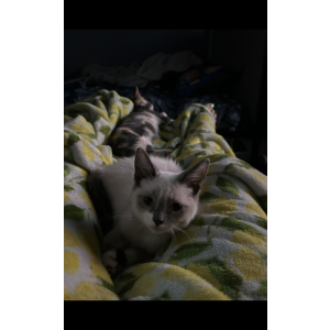 Image of Biscuit, Lost Cat