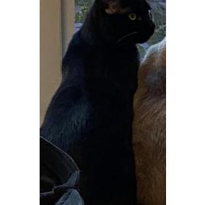 Image of Ruby, Lost Cat