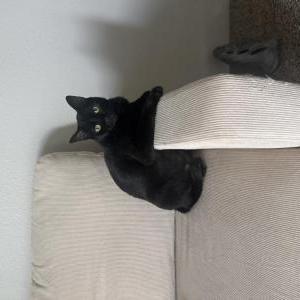 Image of Camila, Lost Cat
