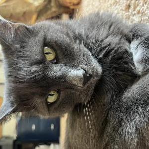 Image of Onyx, Lost Cat
