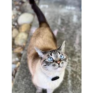 Image of Stella, Lost Cat