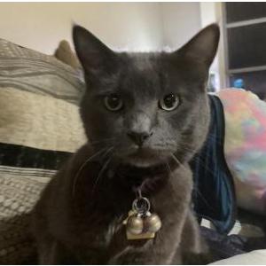 Image of C2 or Cuddles Jr., Lost Cat