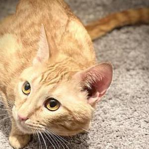 Lost Cat Kyro